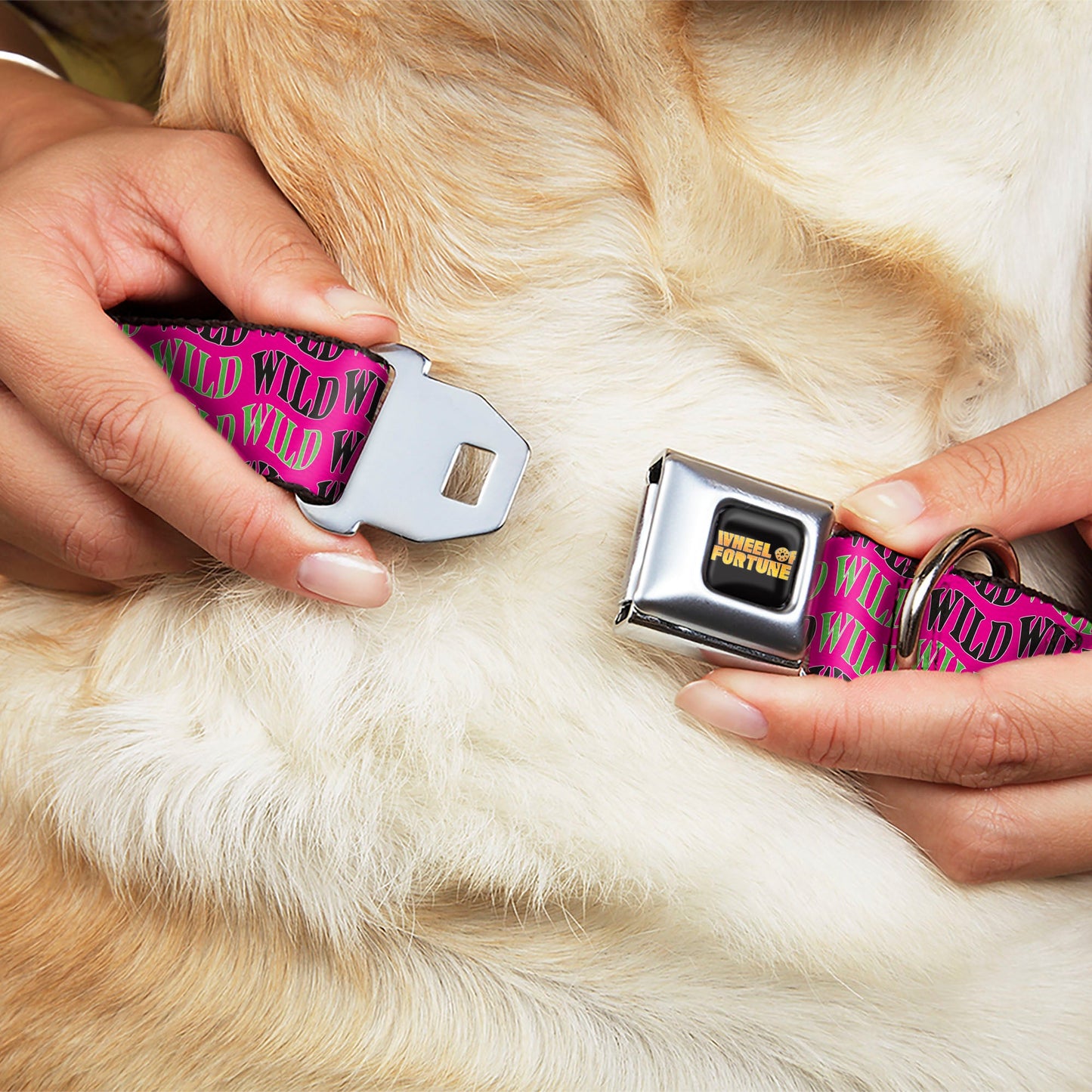 Wheel of Fortune WILD Text Wave Pink/Green/Black Dog Collar