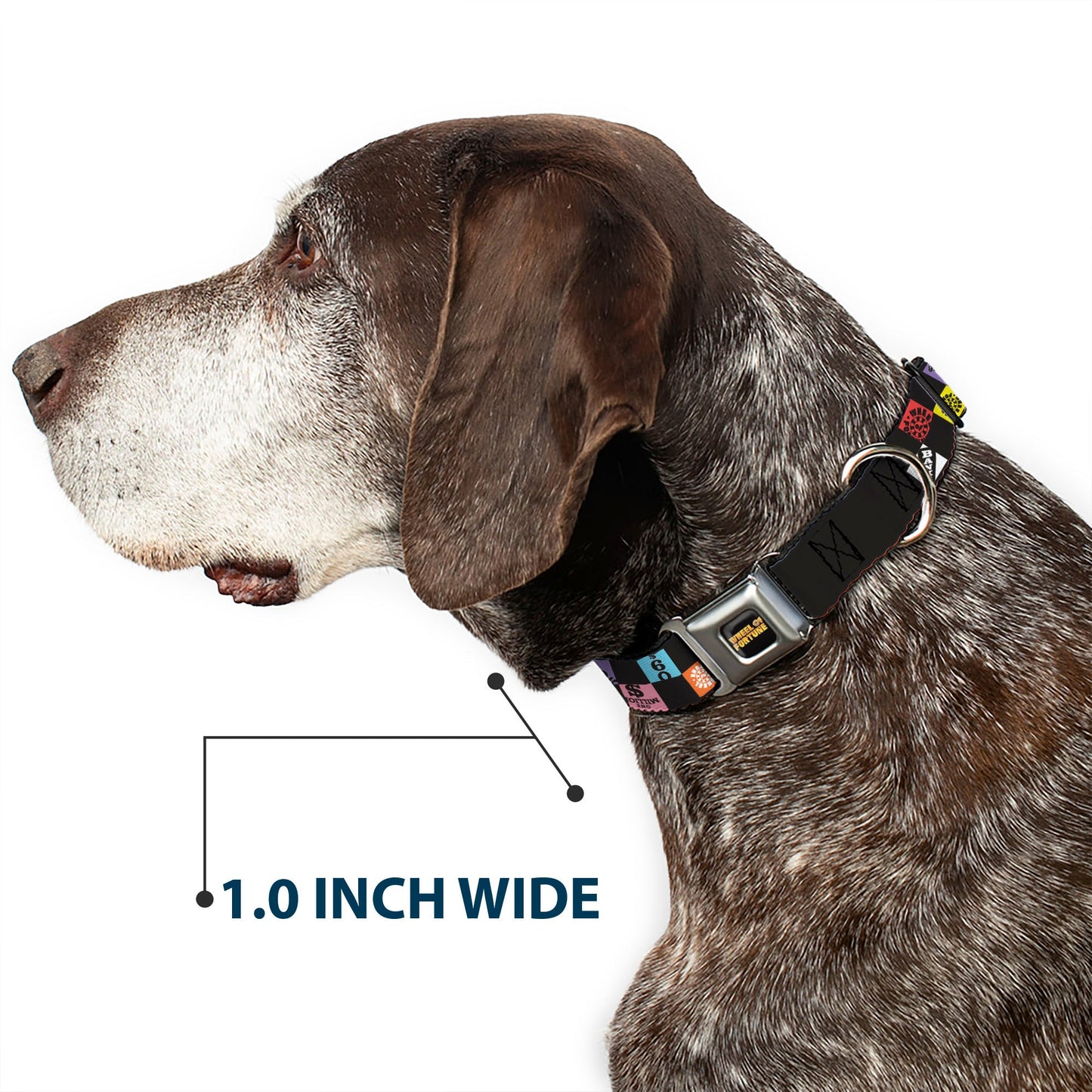 WHEEL OF FORTUNE Checker Icons Black/Multi Color Dog Collar