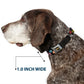 WHEEL OF FORTUNE Checker Icons Black/Multi Color Dog Collar