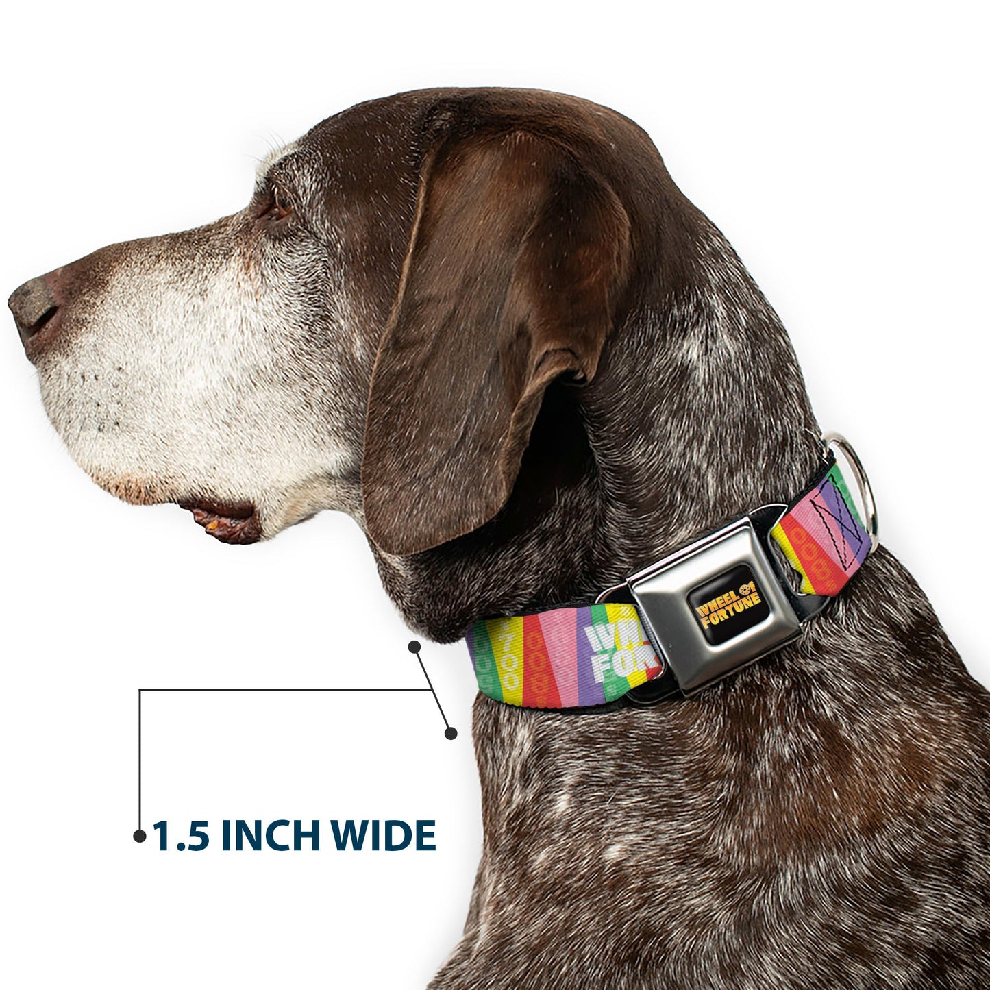 WHEEL OF FORTUNE Cash Prize Wedges Multi Color/White Dog Collar