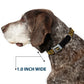 WHEEL OF FORTUNE Title Logo Sequin Dots Black/Oranges/Yellow Dog Collar