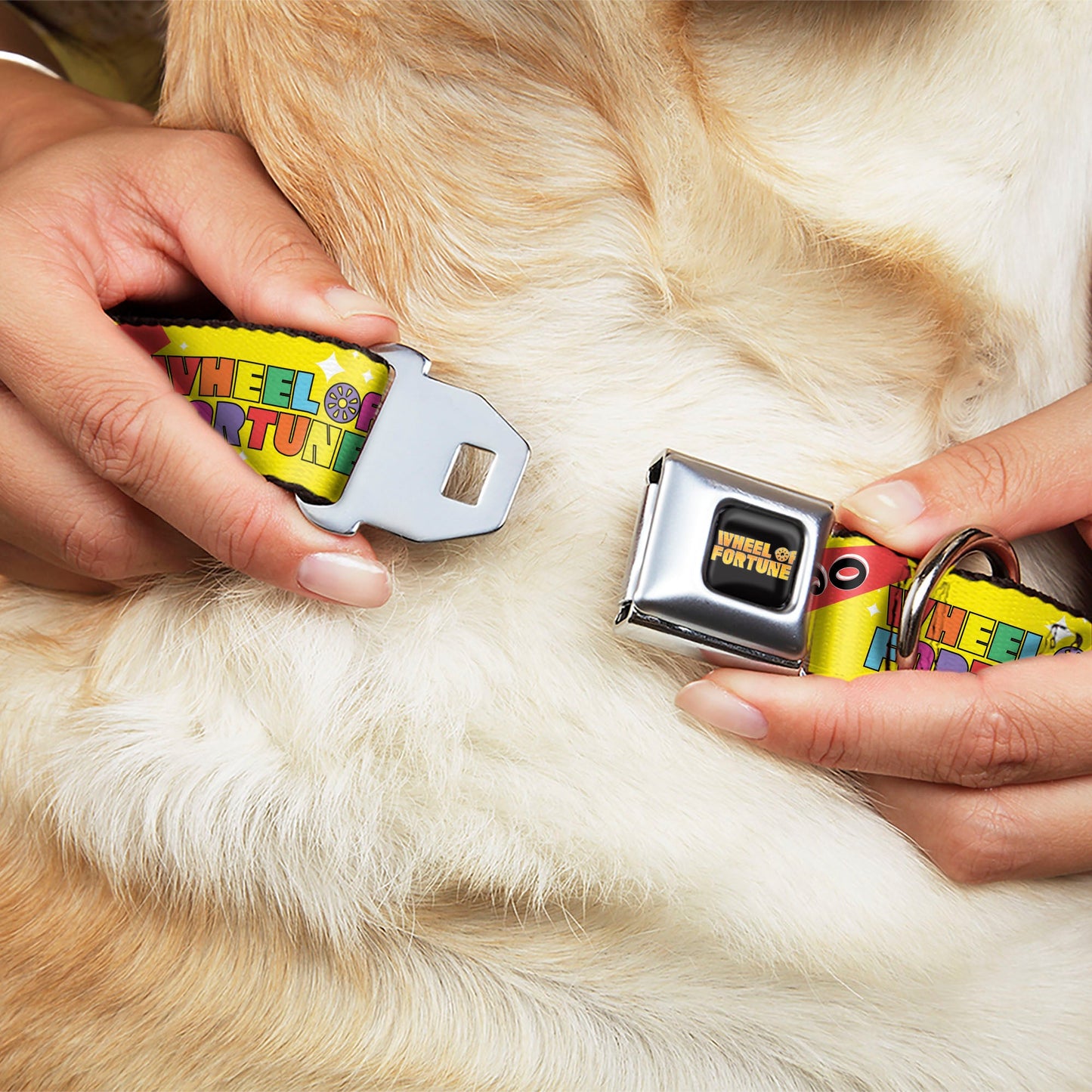 WHEEL OF FORTUNE Test and Wedge Collage Yellow/Multi Color Dog Collar